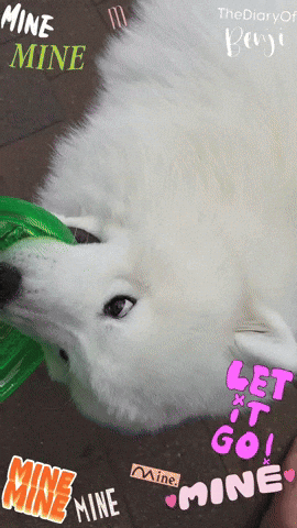 Meu Benji GIF