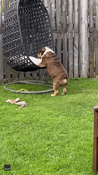 Hilarious Bulldog Tries to Climb Into Egg Chair at UK Home