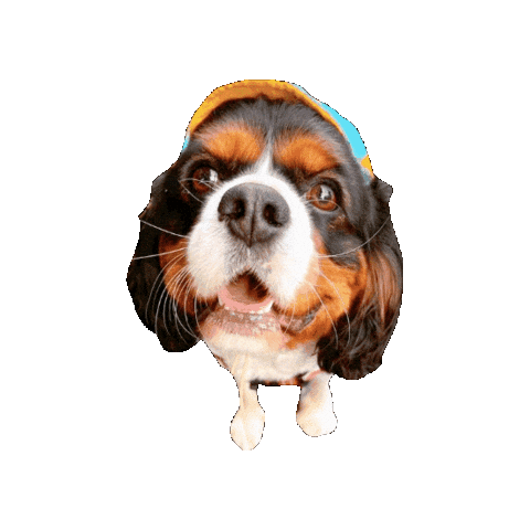 Cavalierkingcharlesspaniel Sticker
