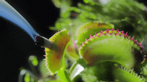 flytraps