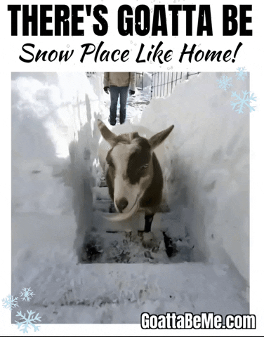 Winter Pet Gifs GIF by Goatta Be Me Goats! Adventures of Java, Toffee, Pumpkin and Cookie!