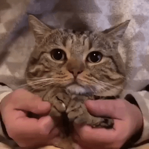 Cat Playing GIF by JustViral.Net