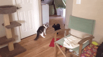 Cat Fight GIF