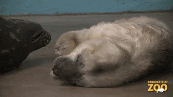 Tired Seal Pup GIF by Brookfield Zoo