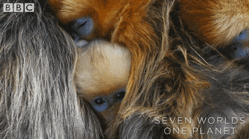 Baby Family GIF by BBC Earth