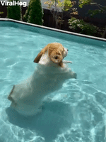 Corgi Discovers New Way of Swimming