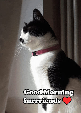 funny good morning cat images