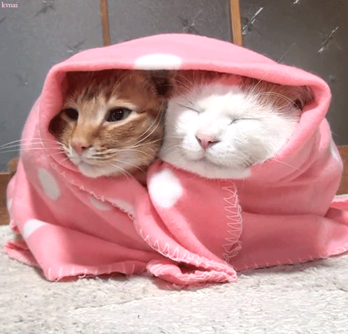 Do you like fluffy blankets