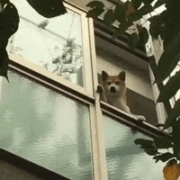 Featured image of post Dog Waving Gif Wifflegif has the awesome gifs on the internets