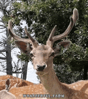 Deer Chewing GIF by Wondeerful farm
