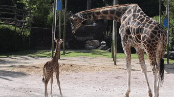 Baby Kiss GIF by Zoo Knoxville