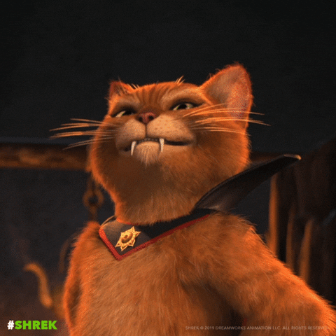 Shrek-cat GIFs - Get the best GIF on GIPHY