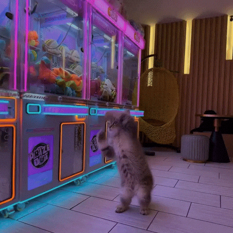 Cat Meme GIF