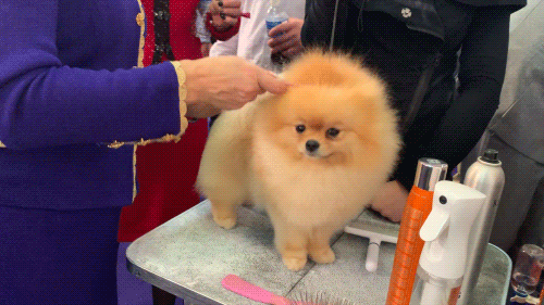 show pomeranian