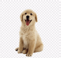 GIF by Ontario SPCA