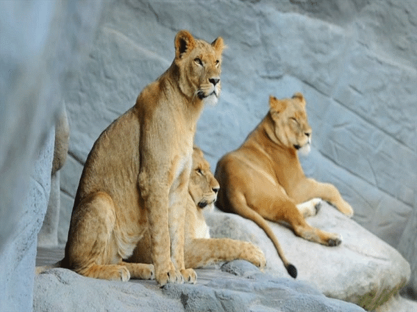 Resultado de imagen para GIF DE ANIMALES