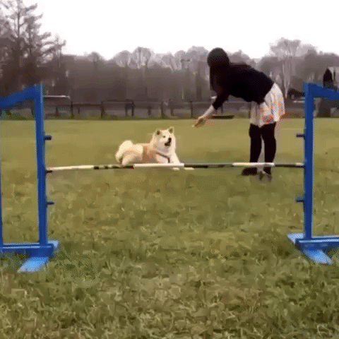 Dog Motion GIF by The Videobook - Find & Share on GIPHY