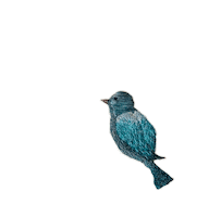 Bird Sticker