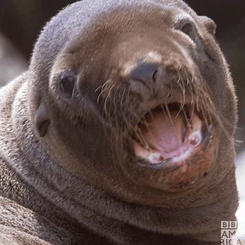 Angry Sea Lion GIF by BBC America