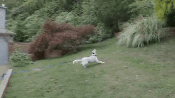 Flying Dog Catch GIF by GIPHY Engineer #3422