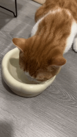 貓咪 GIF