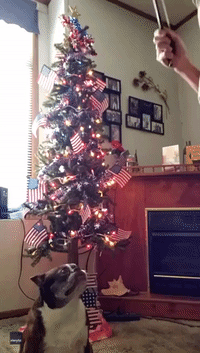 Howling Boston Terrier Teams Up With Violinist for Star-Spangled Banner Rendition