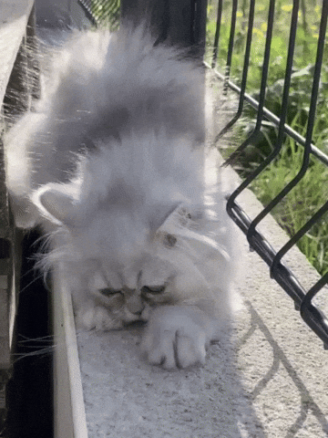 Cat Kitten GIF