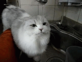 cat chuckle GIF