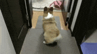 Chien Gifs Get The Best Gif On Giphy