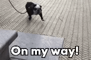 POV can ton chien li veux promenade