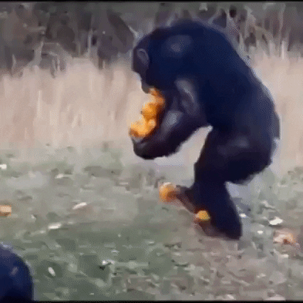 Orange GIF