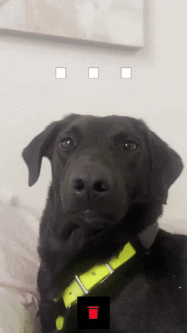 Bro GIF