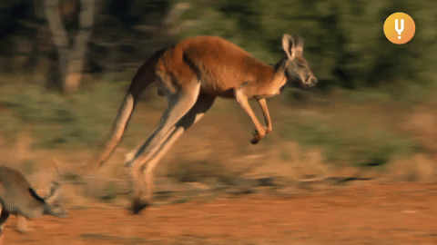 Kangaroo Hopping Gifs Get The Best Gif On Giphy