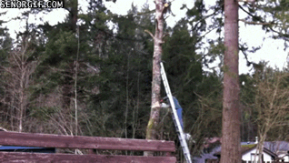 tree seems GIF