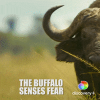 Scared Fear GIF by Discovery