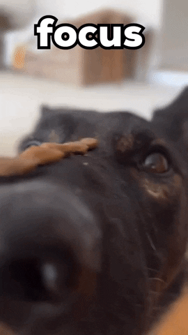 German Shepherd Focus GIF by Still Not A Hippie - Find & Share on GIPHY