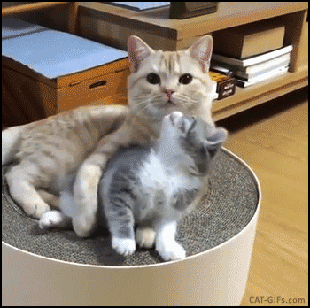 Cat Love GIF - Find & Share on GIPHY