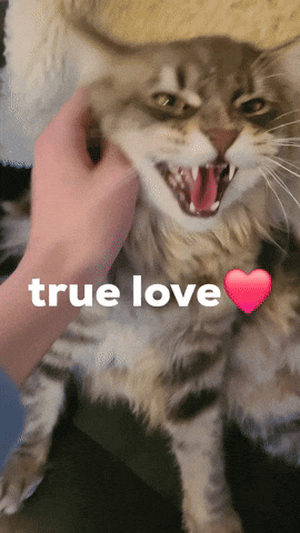 True Love GIF