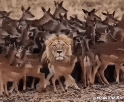 Lion Meme GIF