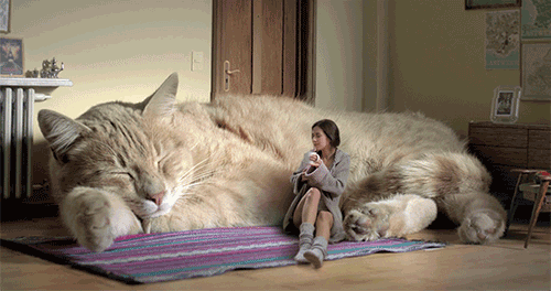 Kitty-sofa GIFs - Get the best GIF on GIPHY