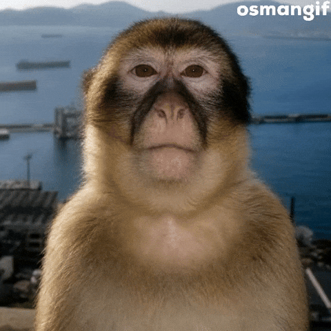 Monkey Meme GIF