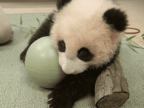 Panda Angry Baby Panda Meme