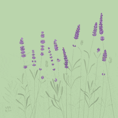What is your favorite use for Lavender Essential Oil? content media