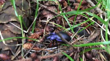 Beetle GIF