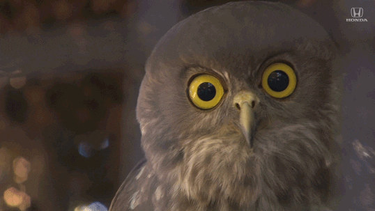 Owl Stare GIFs - Get the best GIF on GIPHY