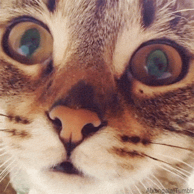 big eyes cat GIF