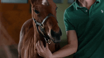I Am Horse Racing GIF