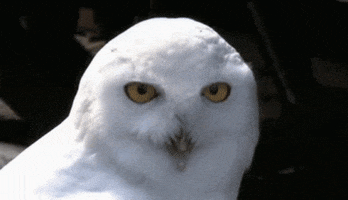 Animal Reactions GIF by giphydiscovery