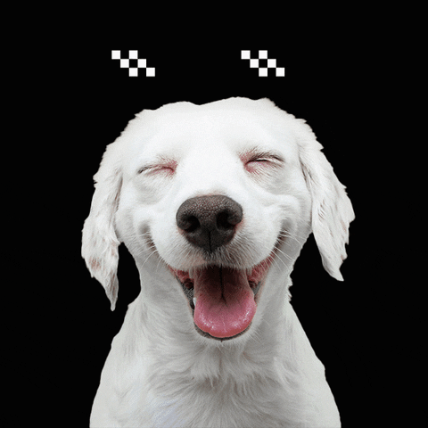 laughing dog animated gif