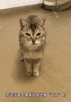 Mei Mei Cat GIF